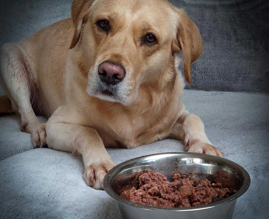 Dog in front of bowl 