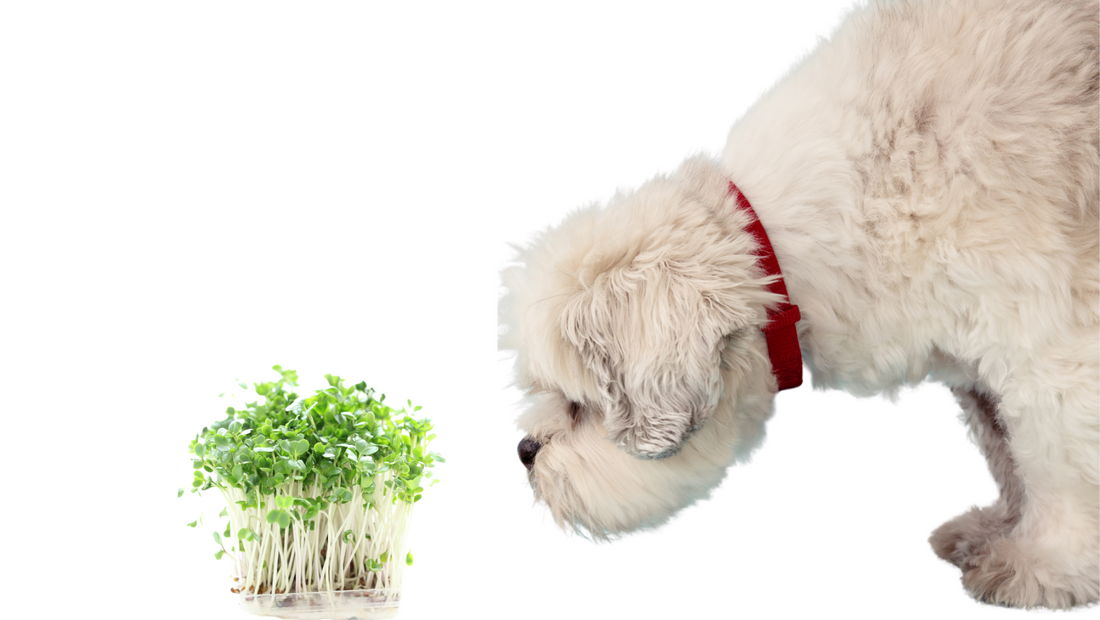 Broccoli Sprouts, a True Superfood